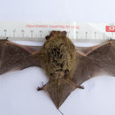 Image of Pipistrellus nathusii (Keyserling & Blasius 1839)