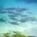 Image of Black spot mullet