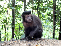 Image of Black-horned capuchin