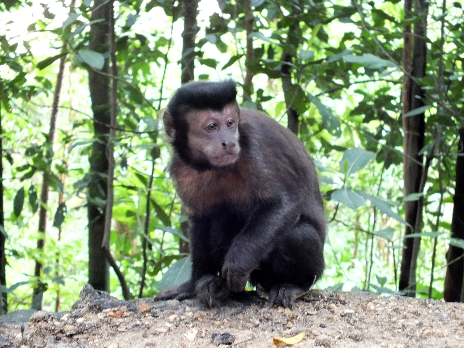 Image of Black-horned capuchin