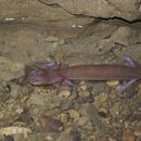 Image of Big Mouth Cave Salamander