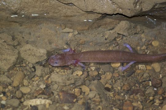 Image of Big Mouth Cave Salamander
