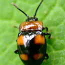 Image of Mycetina perpulchra (Newman 1838)