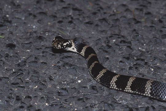 Image of Stephen's Banded Snake