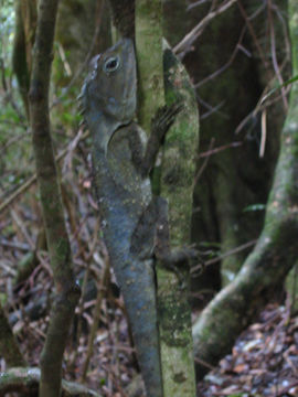 Image of <i>Lophosaurus spinipes</i>