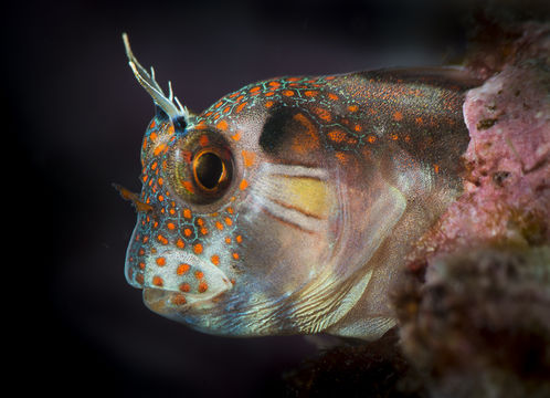 18.https www inaturalist org photos 5353866.580x360