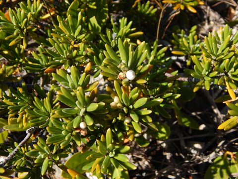 Image of <i>Strumpfia maritima</i>