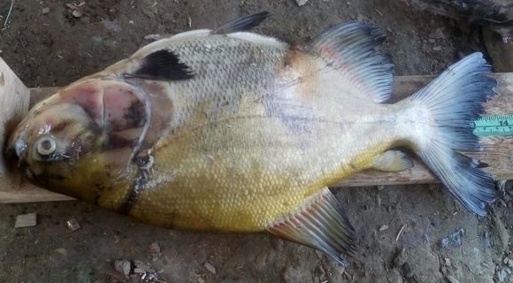 Image of Tambaqui