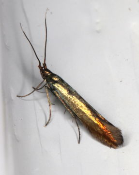 Image of <i>Coleophora alcyonipennella</i>
