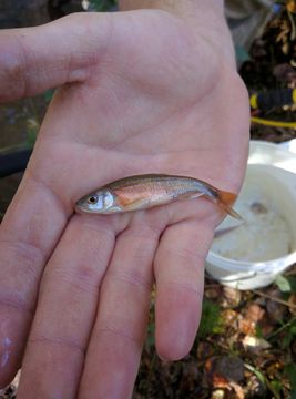 Image of Rosyside Dace