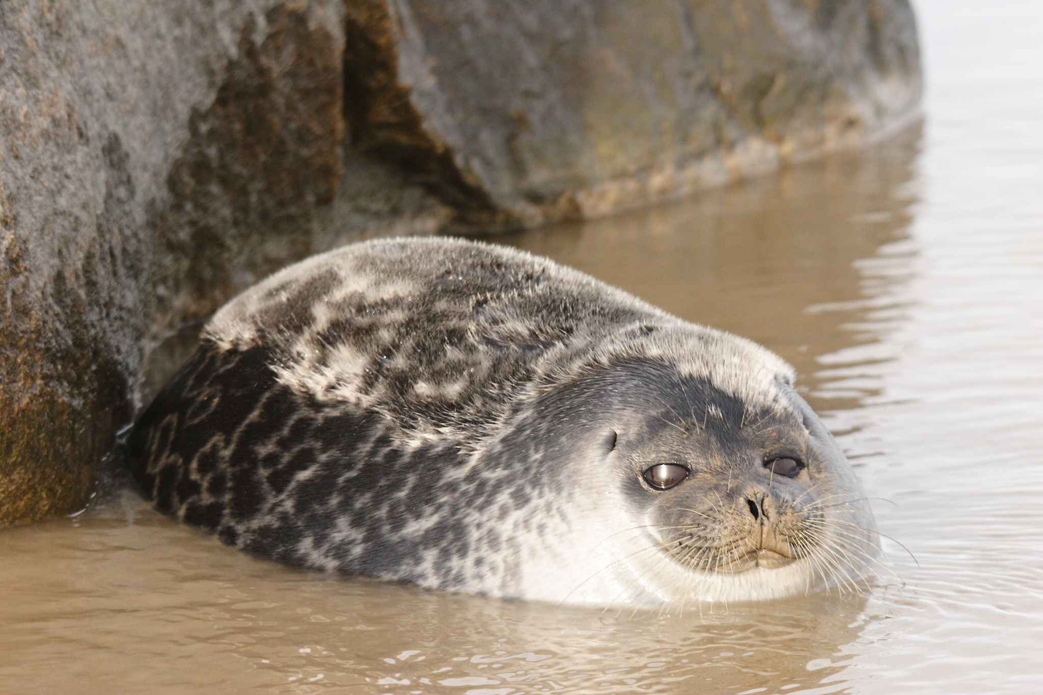 Fjord Seal - Encyclopedia of Life