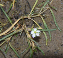 Image of <i>Spergularia media</i>