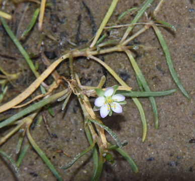 Image of <i>Spergularia media</i>