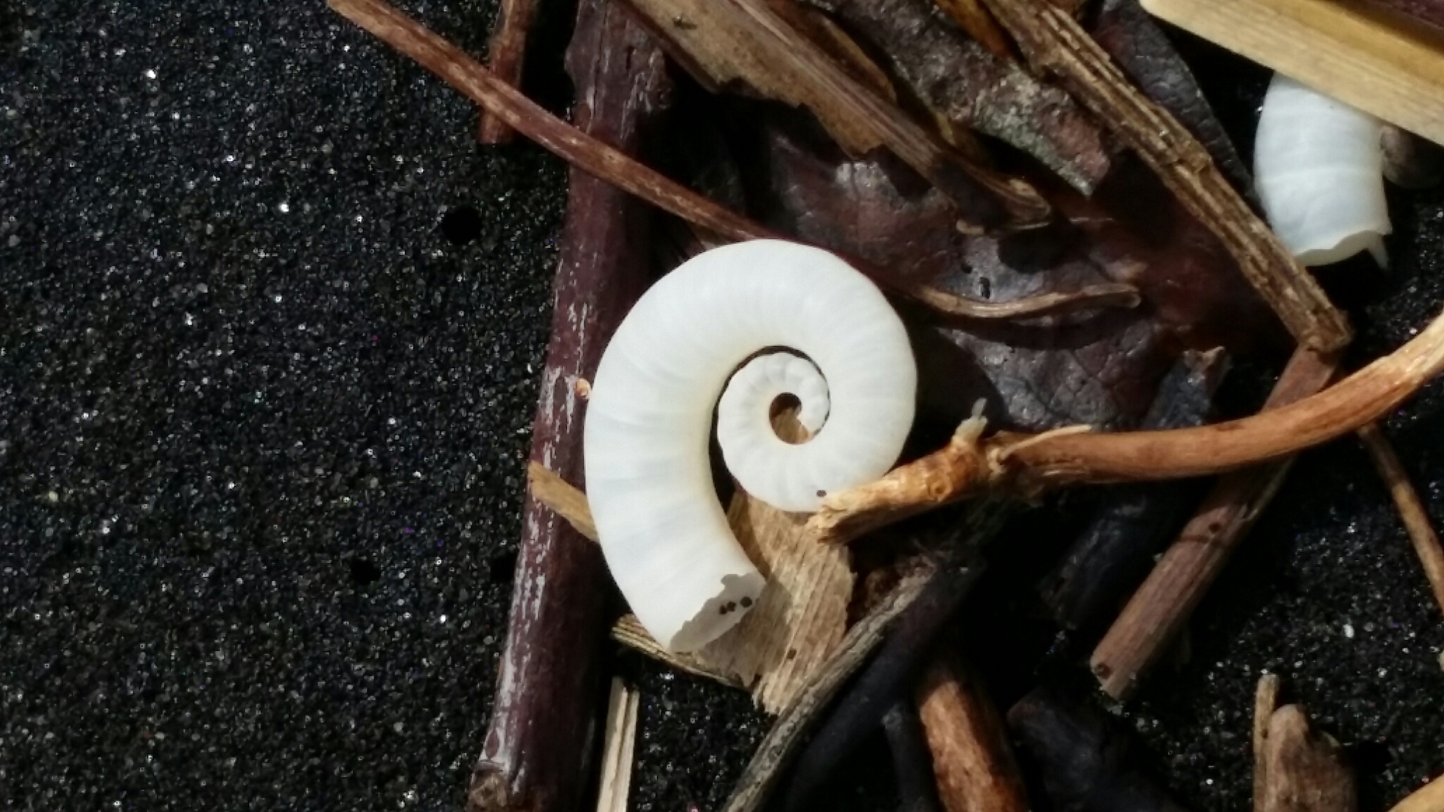 Image of ram's horn squid