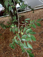Image of <i>Ulmus parvifolia</i>
