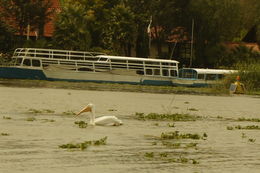 Image of American white pelican
