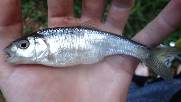 Image of Striped shiner
