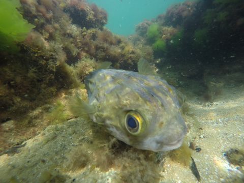 Image of Globe fish