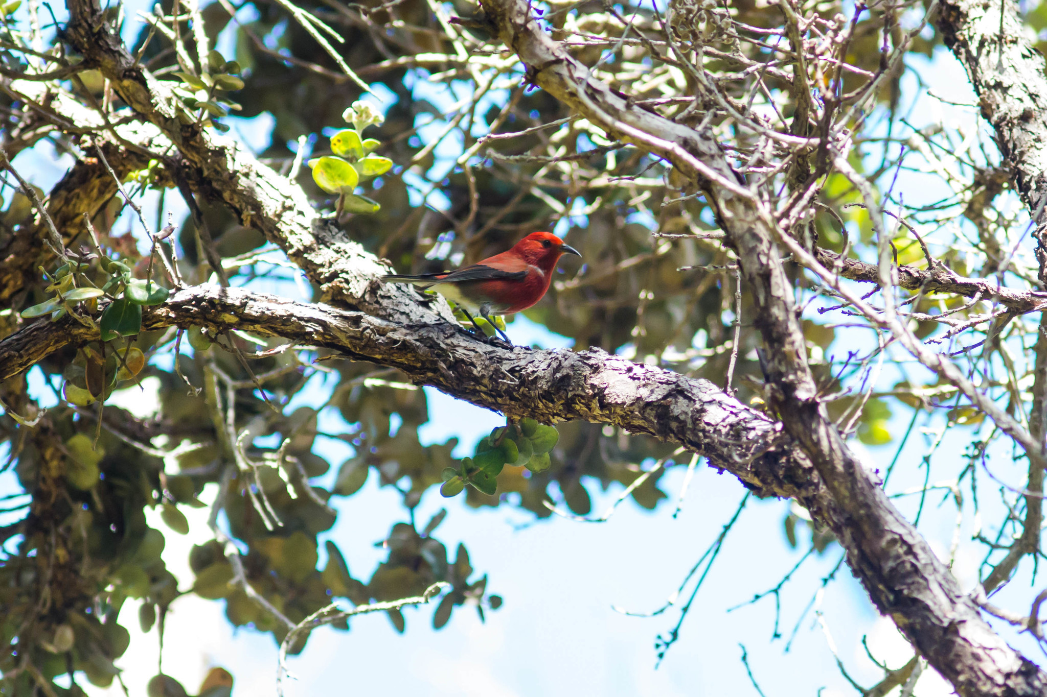 Image of Himatione sanguinea (Gmelin & JF 1788)