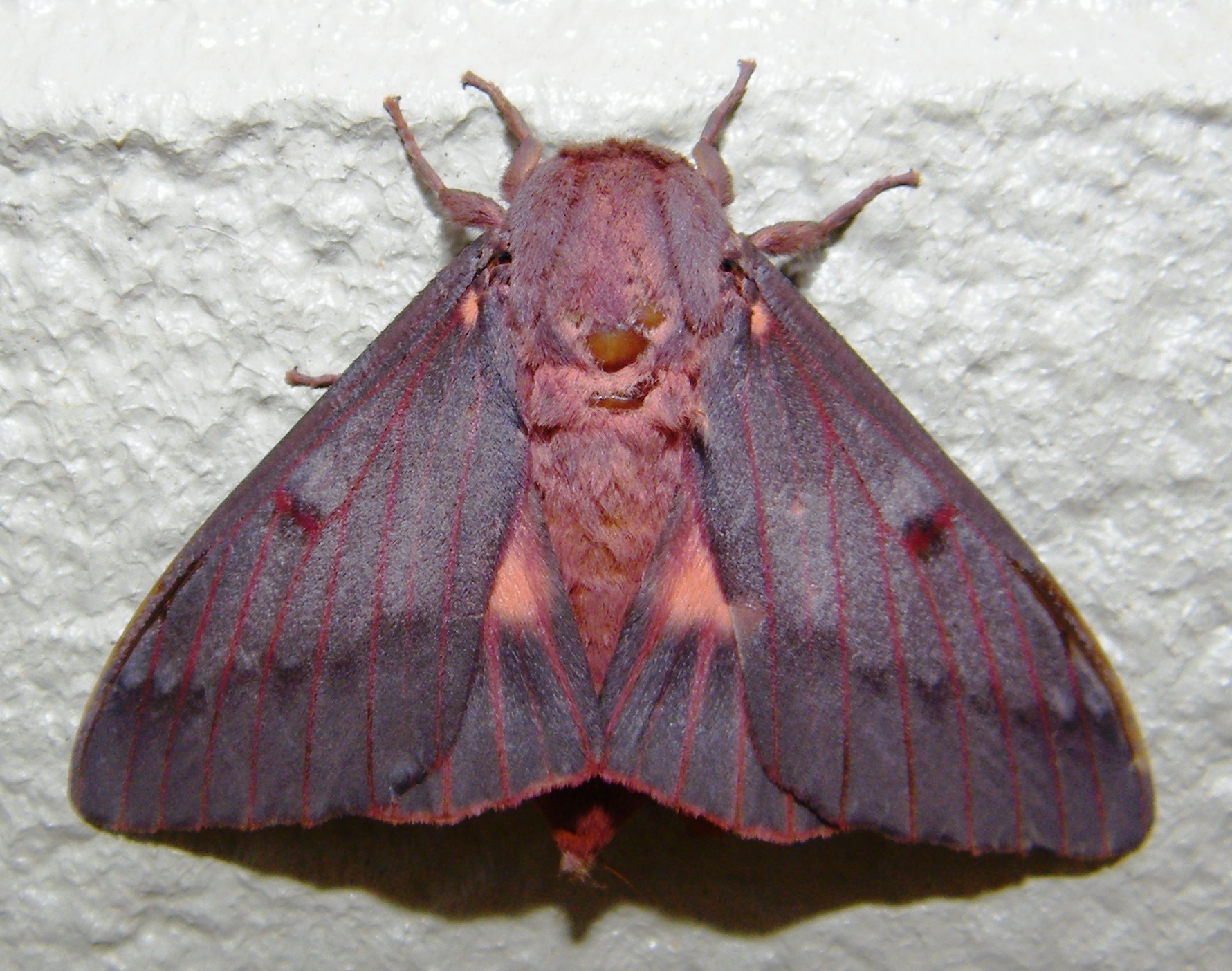 Image of Citheronia sepulcralis Grote & Robinson 1865