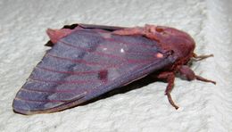Image of Citheronia sepulcralis Grote & Robinson 1865