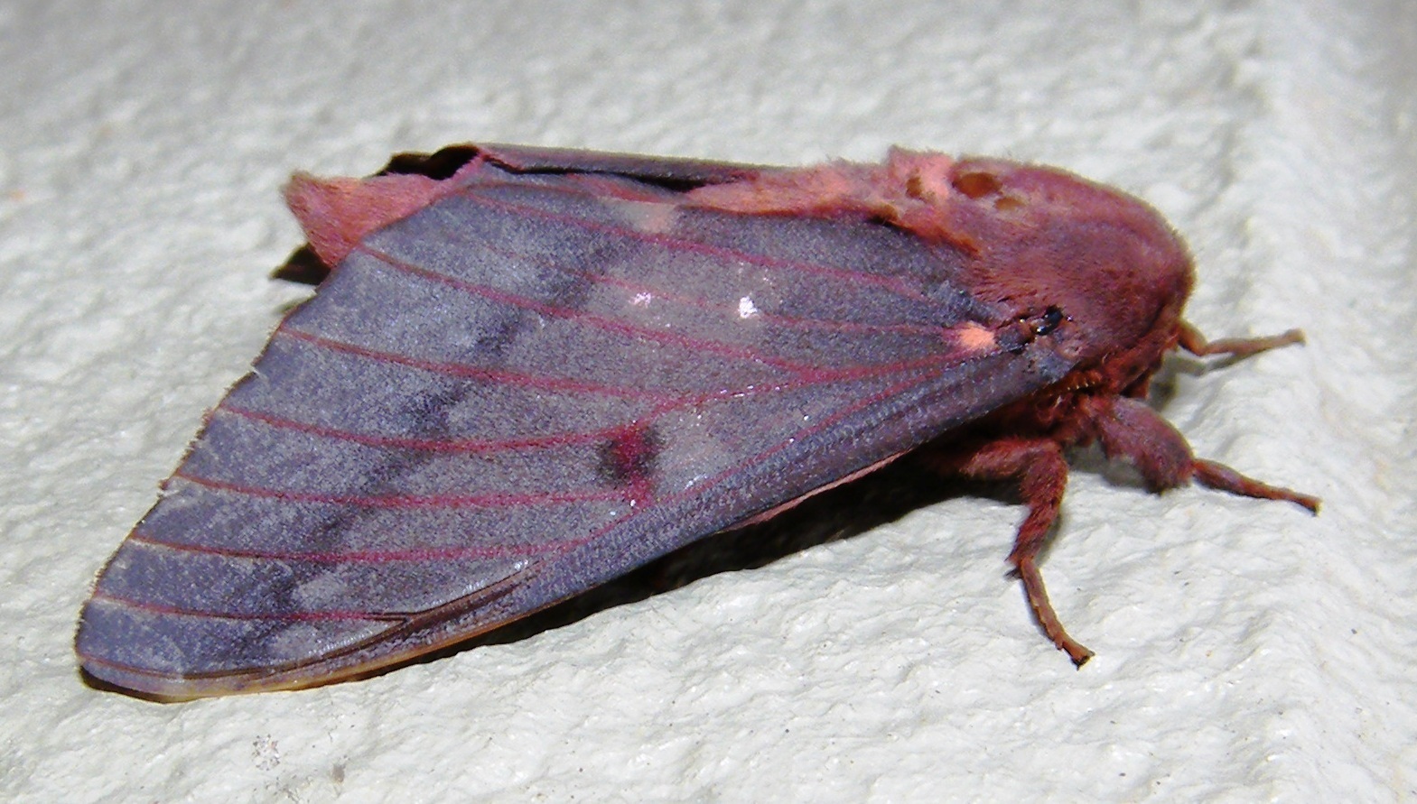 Image of Citheronia sepulcralis Grote & Robinson 1865