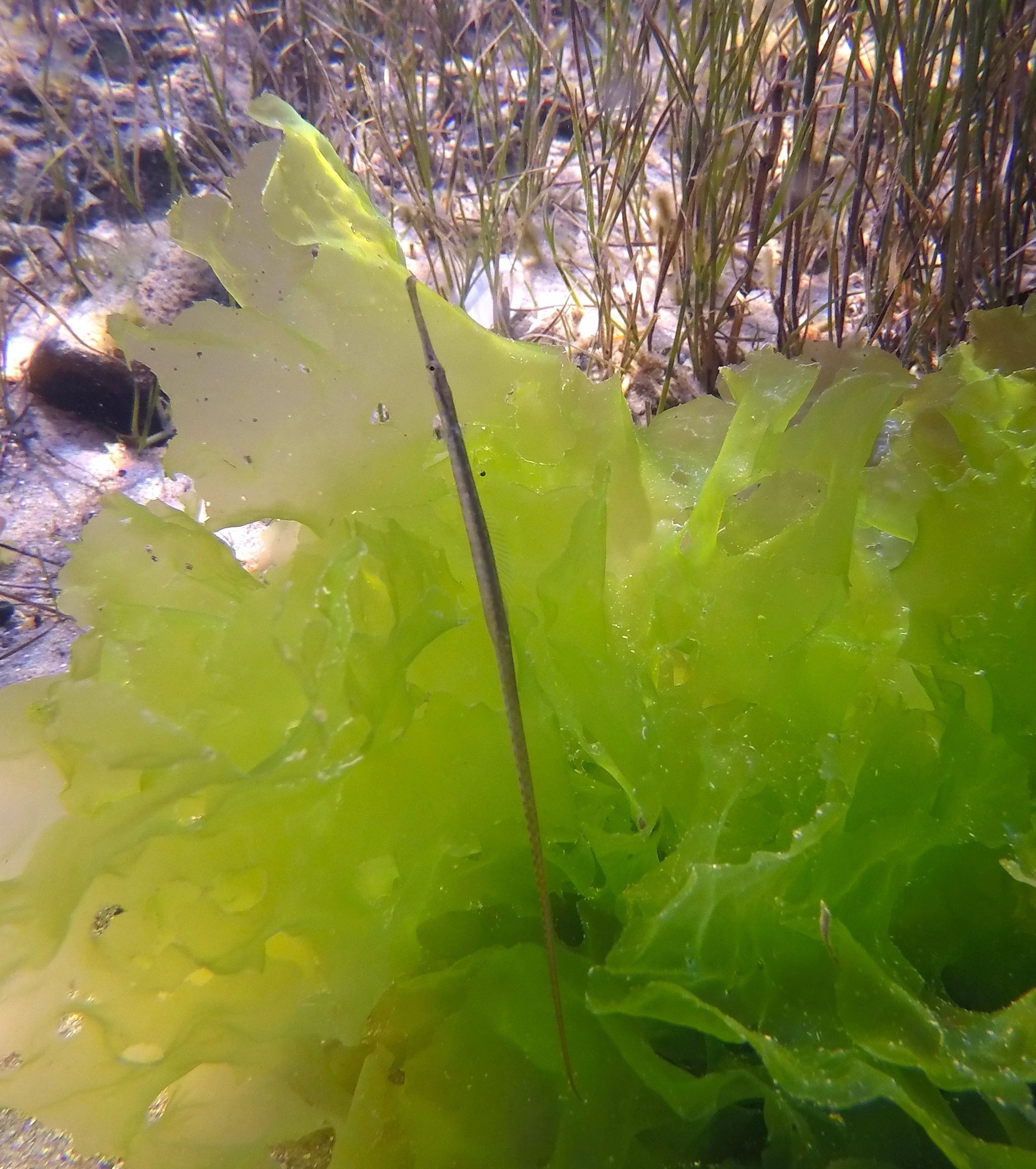 Image of Stigmatophora nigra