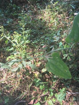 Image of <i>Smilax bona-nox</i>