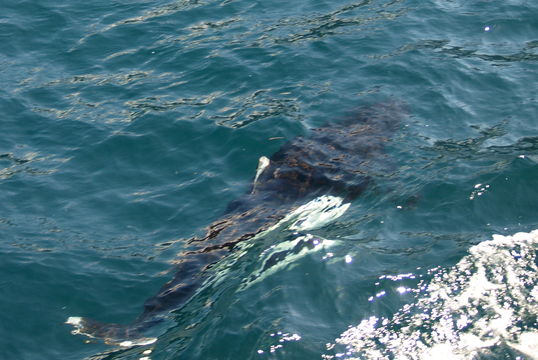 Image of Dall's Porpoise
