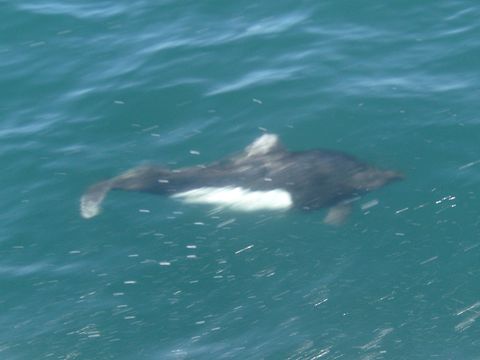 Image of Dall's Porpoise