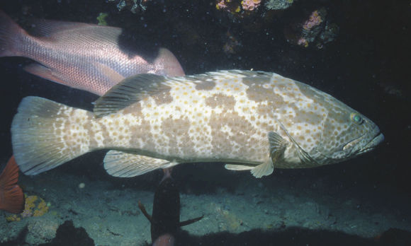 Image of Estuary Cod