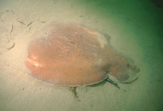Image of Coffin Ray