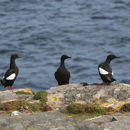 Image of Cepphus grylle (Linnaeus 1758)