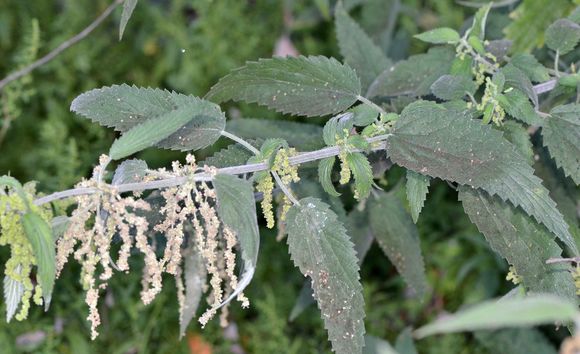 Image of <i>Urtica dioica holosericea</i>