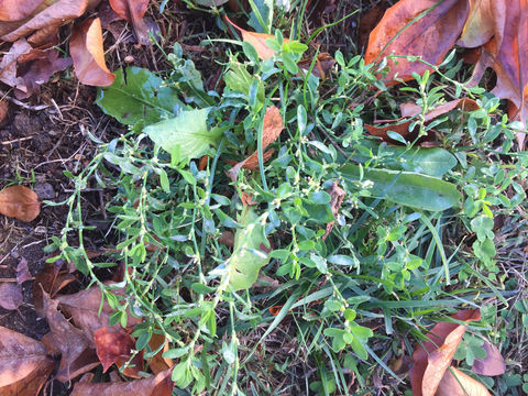 Image of <i>Polygonum <i>aviculare</i></i> aviculare