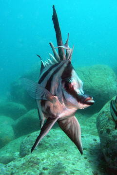 Image of Boarfish