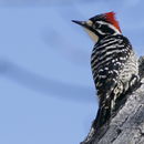Image of woodpeckers and relatives