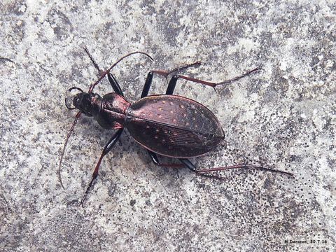 Image of <i>Carabus</i> (<i>Platycarabus</i>) <i>creutzeri</i> Fabricius 1801
