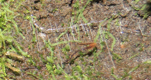 18.https www inaturalist org photos 5431138.580x360