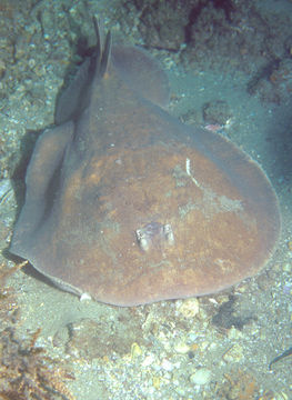 Image of Coffin Ray