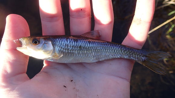 Image of Common shiner