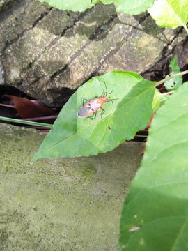 18.https www inaturalist org photos 5442227.580x360