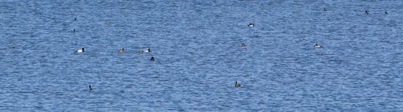 Image of Ring-necked duck