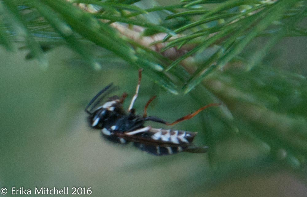 Image of <i>Vespula consobrina</i>