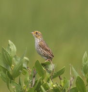Image of saltmarsh sparrow