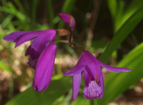 Image of <i>Bletilla striata</i>