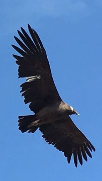 Image of Andean Condor
