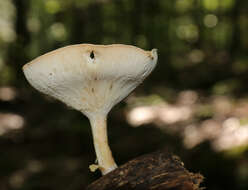 Image of funnel clitocybe