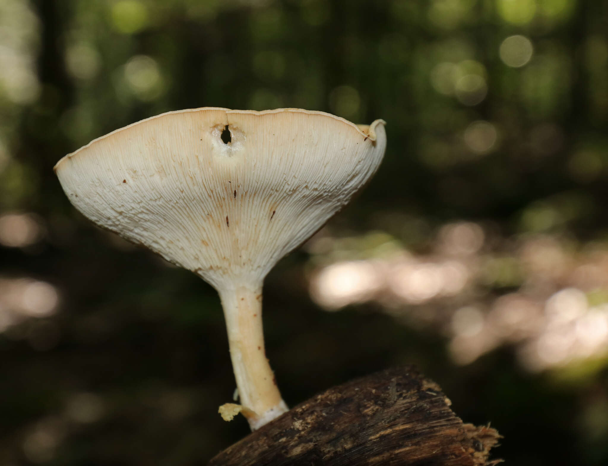 Image of funnel clitocybe