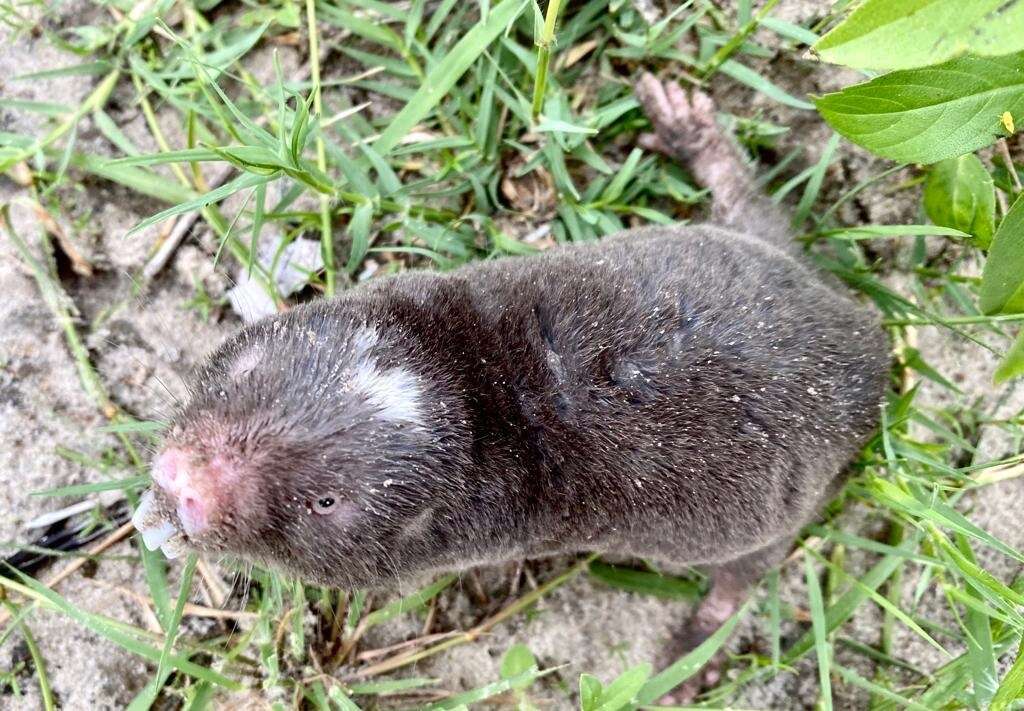 Image of Damaraland mole rat